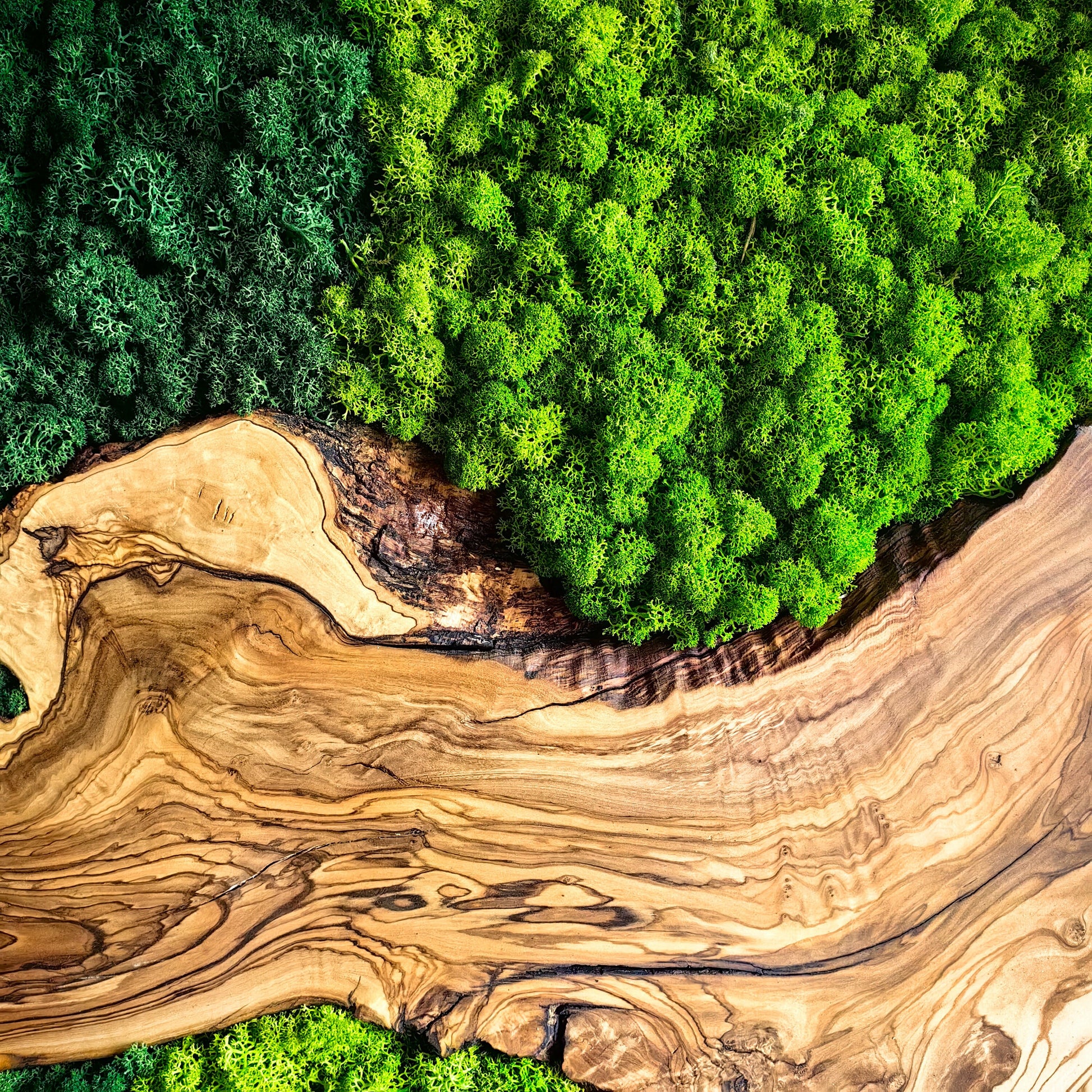 Moss and Olive Wood Wall Decor, Moss Wall Art